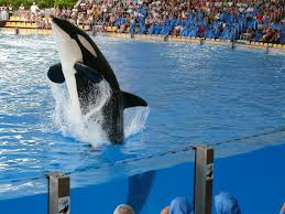 Resultado de imagen de imagenes de loro parque