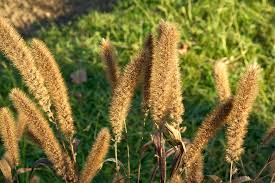 Image result for Setaria italica