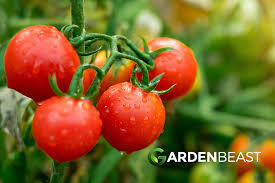 Put the supports in place before the seedlings develop vines. How To Grow Tomatoes Tips For Planting Growing Complete Guide