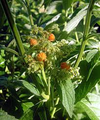 Image result for Hoslundia