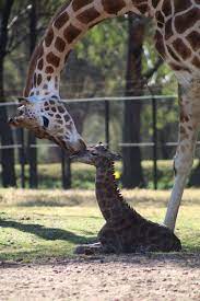 You can help provide shelter, food and love to animals in need. Animal Fact Guide The Taronga Western Plains Zoo In Dubbo Australia Is Doubly Pleased To Announce The Birth Of Two Baby Giraffes Born Just One Week Apart Read More Http Www Animalfactguide Com 2017 08 Two Baby Giraffes At The Taronga Western