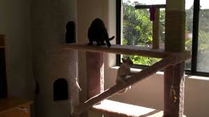 Learning to recognize trees of british columbia. Cat Playground Cat Tower Hd Youtube