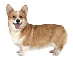 Although the pembroke welsh corgi is considered a younger dog breed, their origins can be traced all the way back to 1107 ad. Pembroke Welsh Corgis Dog Breed Info Photos Common Names And More Embarkvet