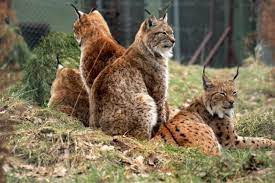 Gradina zoologica din targul mures. Tirgu MureÈ InvestiÈii De 1 Milion De Euro In Infrastructura GrÄdinii Zoologice Msnews