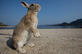 Cute Animals Take Over The Beach And Live The Island Life Weird Animals Animals Rabbit Island