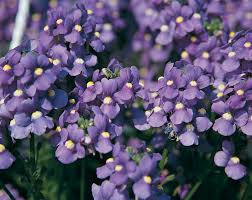 Image result for Nemesia zimbabwensis