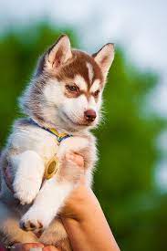 Husky puppies play in the snow. Puppy Love Cute Animals Red Husky Puppies Puppies