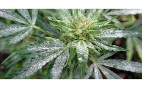 Yes, some molds cause allergic reactions and respiratory problems. Growroom Problems Mildew
