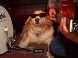 With tenor, maker of gif keyboard, add popular muppets animal drums animated gifs to your conversations. Dog Drumming Gifs Get The Best Gif On Giphy