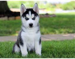 Learn how to housebreak a puppy in 6 days for free. Husky Puppies For Sale In Cleveland Ohio Petsidi
