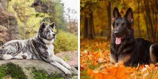 Taking their traits from their parent breeds, the akita inu and the german akita shepherd puppies are super daring and alert dogs. Akita German Shepherd Mix Full Guide To The Mix