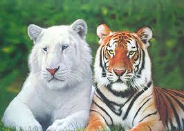 Albino Animals And People Rare Albino Animals Albino Animals Animals