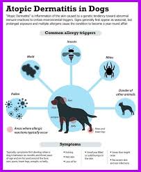 Wie Menschen Konnen Auch Hunde Unterschiedliche Allergische Symptome Entwickeln Wenn Ihr Immunsystem Aller In 2020 Dog Grass Allergy Dog Allergies Vet Medicine