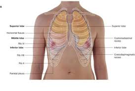 Surface Anatomy Of The Lungs Anterior Thoracic Cage Anatomy Course Thoracic