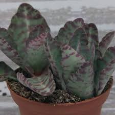 Kalanchoe Humilis Tiger Stripe Succulent Succulents Plant Identification House Plants