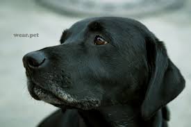 Black Labrador Retriever Black Labrador Retriever Black Labrador Labrador Retriever