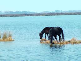 Corolla wild horses | corolla wild horse fund northernmost currituck outer banks,. Corolla Wild Horse Bill Gets House Nod The Horse