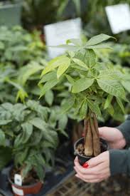 Image result for Pachira