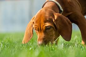 How long do dog hiccups last? Why Do Dogs Eat Grass And Vomit Pet Check Urgent Care