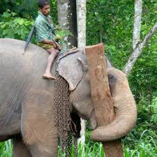 Elephant Working Elephant 5 Elephant Animals My Heart Is Breaking