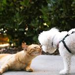 Pet CPR & First Aid: October 10