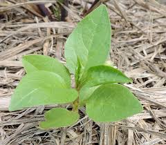 Image result for Basella