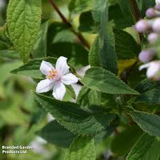 Image result for Deutzia x hybrida ′Mont Rose