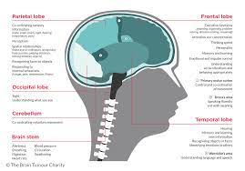 As a result, caregivers often have a variety of responsibilities that can become overwhelming. Symptoms Based On Brain Tumour Location The Brain Tumour Charity