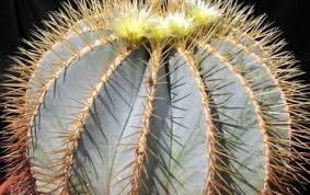 When does the cactus bloom at the big bend national park? Ferocactus Glaucescens Blue Barrel Cactus World Of Succulents Barrel Cactus Cactus Flower Cactus