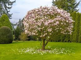 The magnolia tree is considered by some as the ideal ornamental garden tree. Everything You Need To Know About Jane Magnolia Trees This Old House