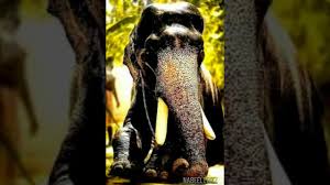 38,478 elephant stock video clips in 4k and hd for creative projects. Mangalamkunnu Karnan Elephant Whatsapp Status Malayalam Bazaar Status World Youtube