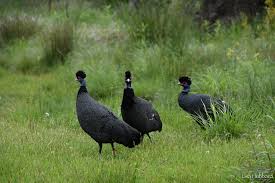 Image result for Pouzolzia guineensis