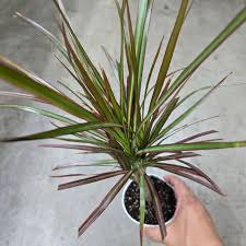 Image result for dracaena