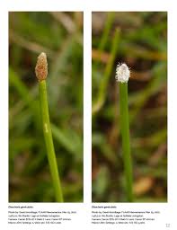 Image result for Eleocharis geniculata