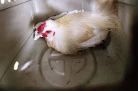 Police Apprehend Chicken Running Wild Outside Olive Garden Olive Gardens The Outsiders Garden