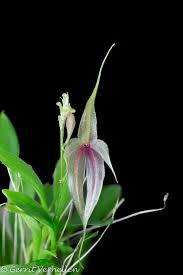 Image result for Microglossa