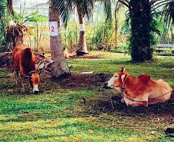 Untuk jenis korban ini, jika daging korban ini dimakan oleh. Daging Korban Jangan Sampai Jatuh Mencuri Kashoorga