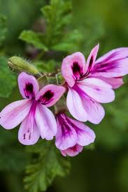 Here are top 10 plants which will keep mosquitoes away from your home. 12 Plants That Repel Mosquitoes Natural Mosquito Repellents