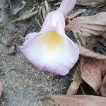 Image result for Aframomum alboviolaceum