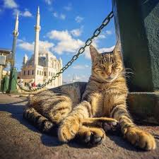 Istanbul Kedisi Kedi Sevimli Kediler Ve Hayvanlar