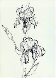 Pin On Flowers Drawings