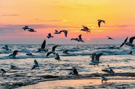 النورس غزة فلسطين gaza palestine creatures