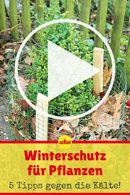 Pflanzen Uberwintern Selbst De Pflanzen Pflanzenschutz Frostschutz