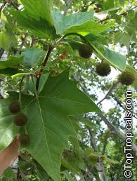 Image result for Platanus