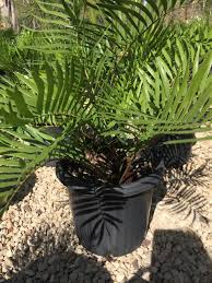 Image result for Alafia zambesiaca