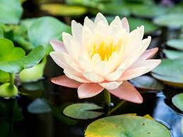Welcome to pond plants online, llc. Water Lily Indoor Plant Care Growing Guide