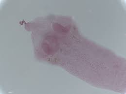 It has many common names including the flea tapeworm, cucumber tapeworm, and. Companion Animal Parasite Council Dipylidium Caninum