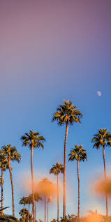 4k and hd video ready for any nle immediately. Portrait Palm Trees Minimal Sunset 1080x2160 Wallpaper Tree Wallpaper Iphone Nature Backgrounds Iphone Wallpaper Iphone Summer