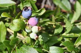 Image result for Vaccinium