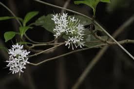 Image result for Pavetta sp. E